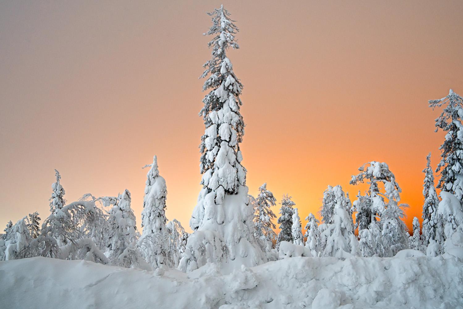 Pine Sunset by Luca Marziale - contemporary photography, snowy landscape