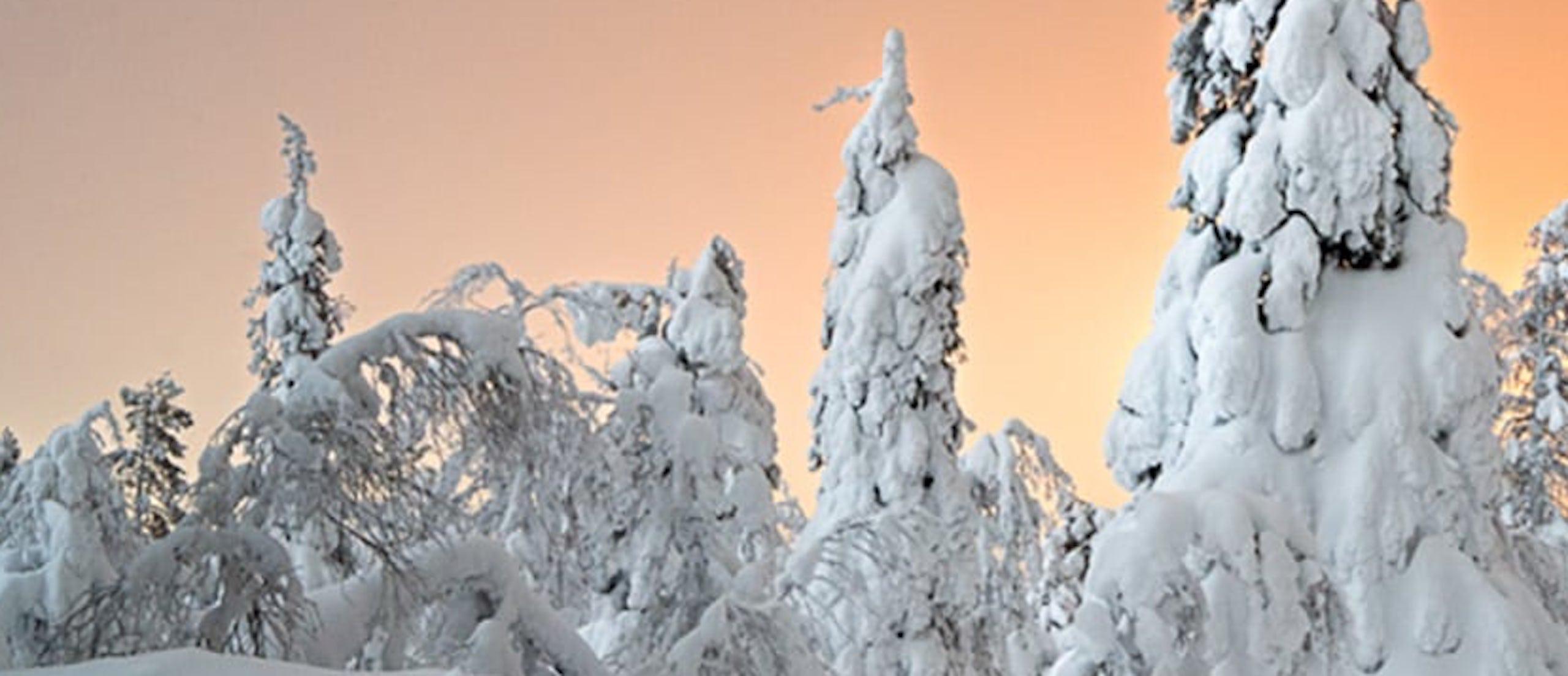 Pinien-Sonnenuntergang von Luca Marziale - Zeitgenössische Fotografie, Schneelandschaft, Winter im Angebot 2