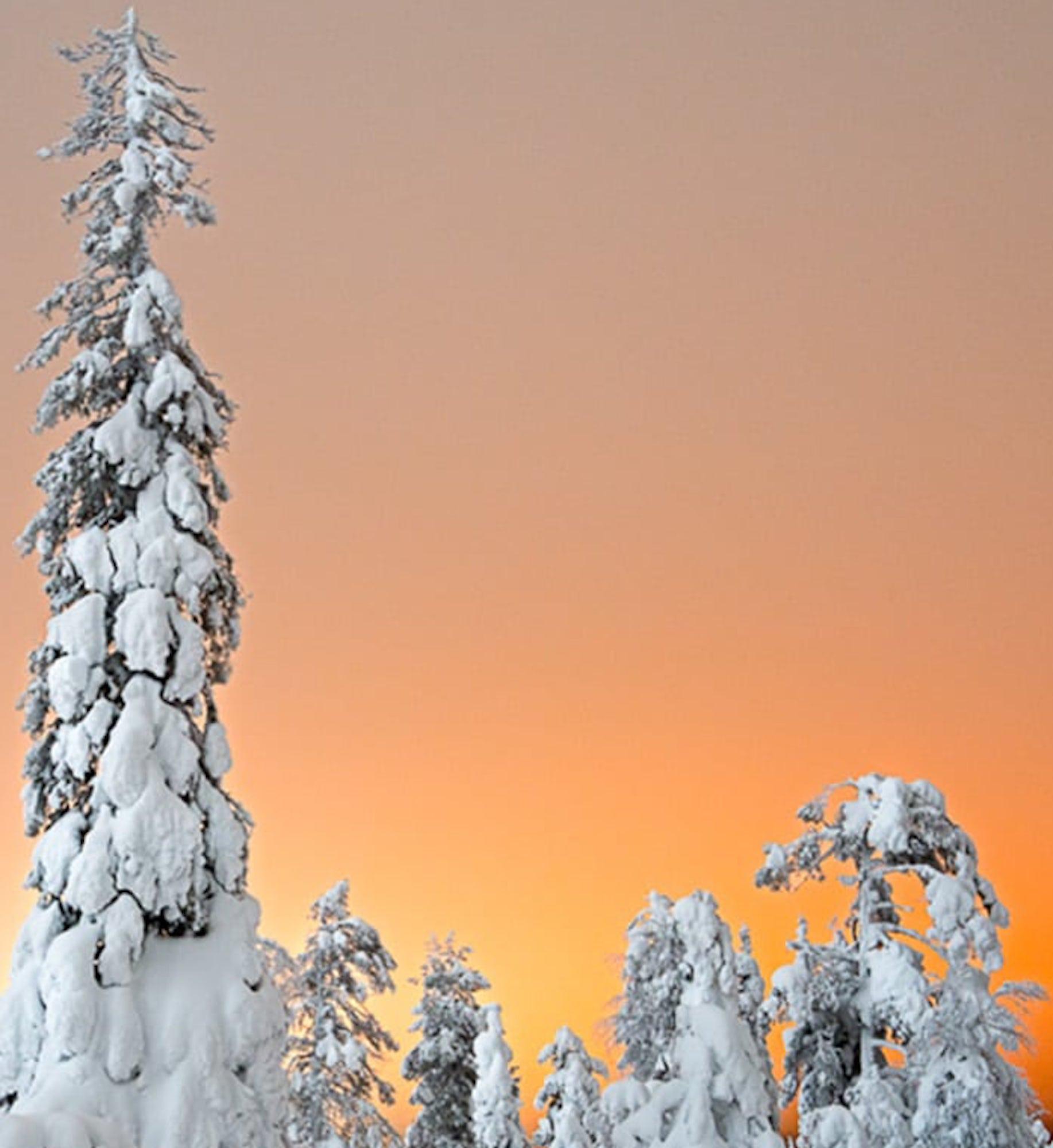 Pinien-Sonnenuntergang von Luca Marziale - Zeitgenössische Fotografie, Schneelandschaft, Winter im Angebot 3