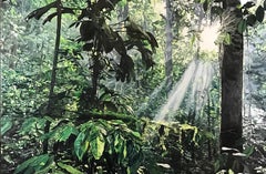 La lumière dans la Jungle