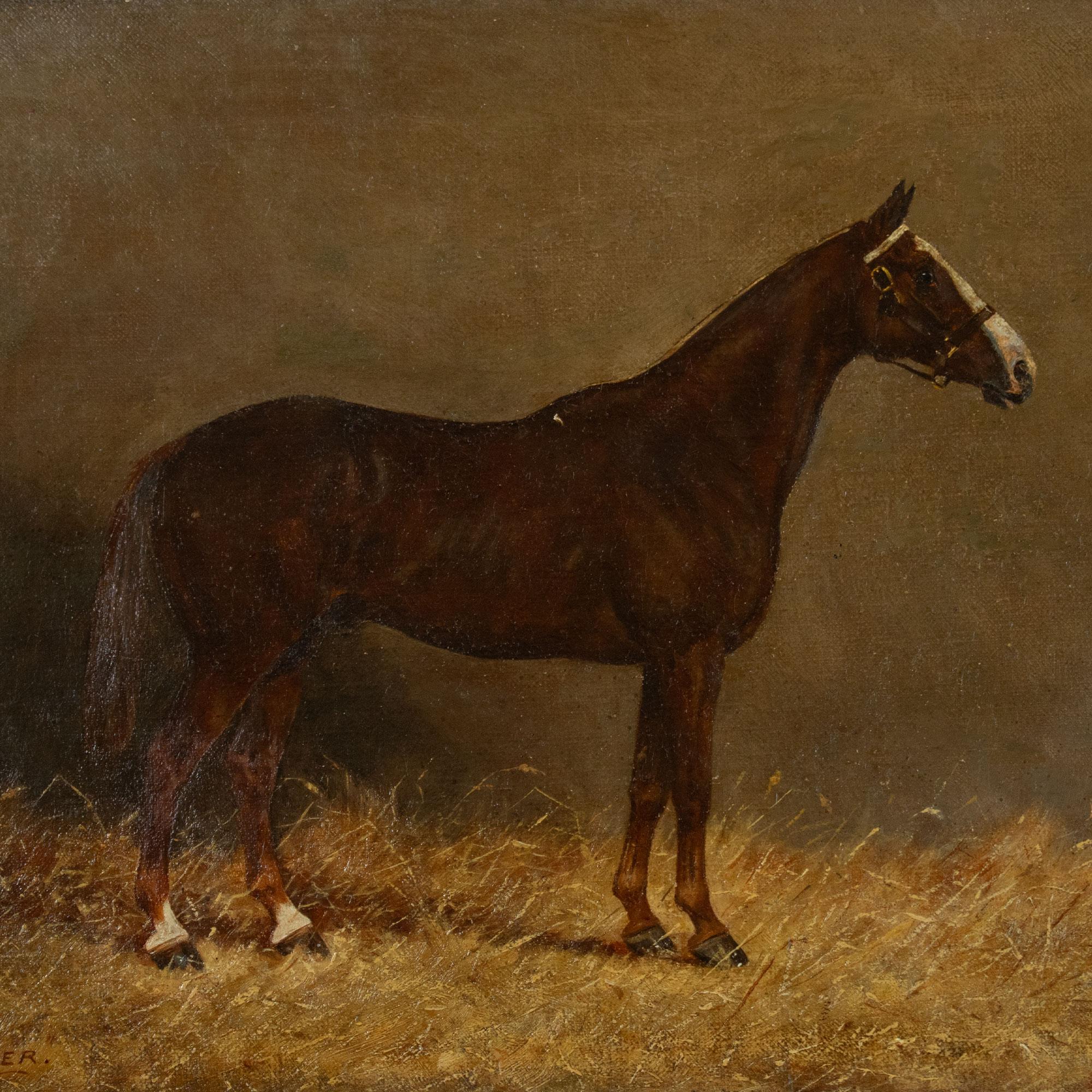 HENRY FREDERICK LUCAS LUCAS, (BRITISH, 1848 – 1943) - PLOVER, oil on canvas of a liver chestnut horse, signed lower right, inscribed with horse’s name lower left, inscribed verso ‘Plover’ The property of Miss Inge of Thorpe, painted by H. F. Lucas