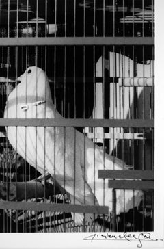 Picasso et les Columbes de Lucien Clergue