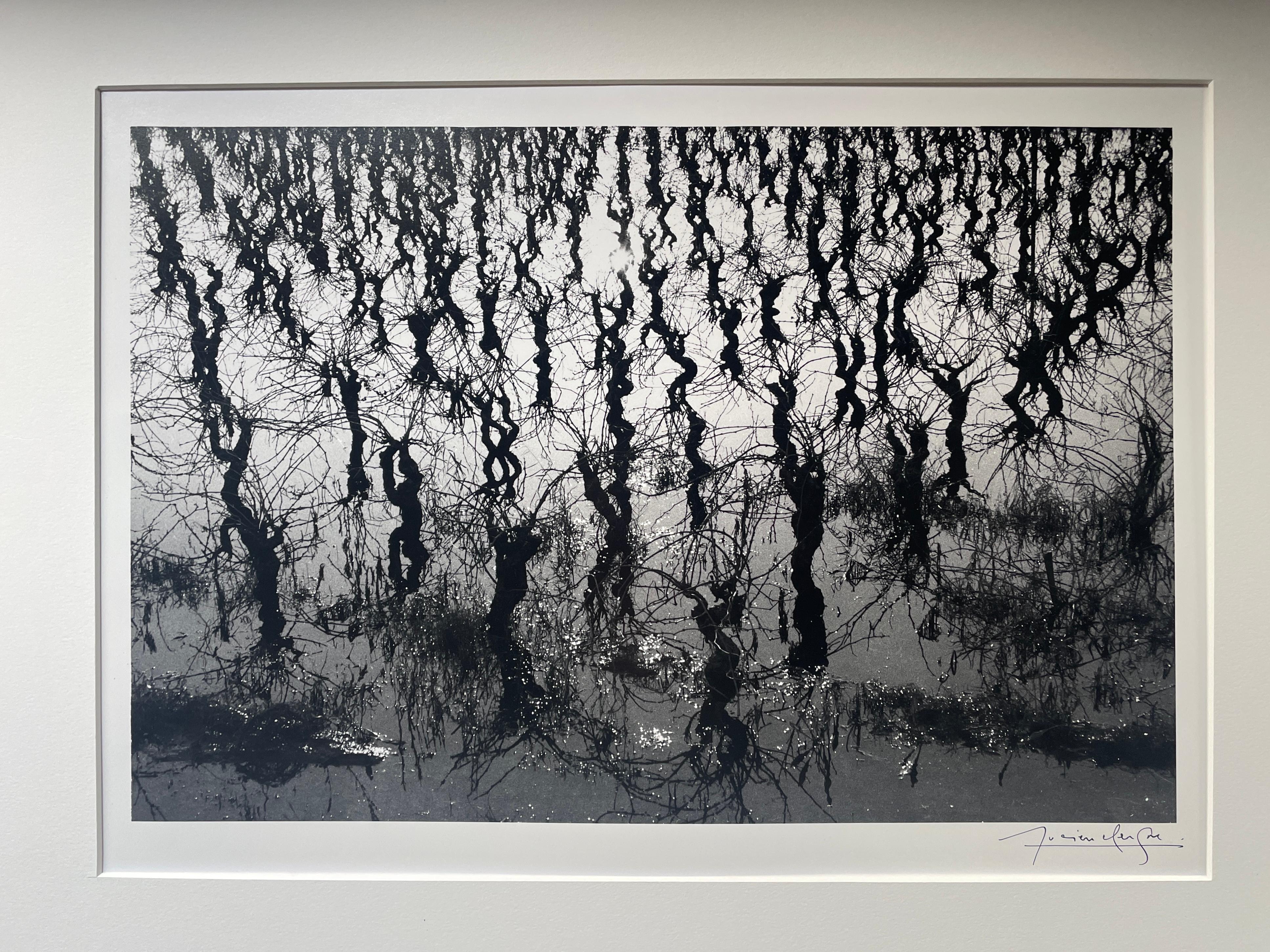 Vignes Inedées, Viñedo en el agua - Photograph de Lucien Clergue