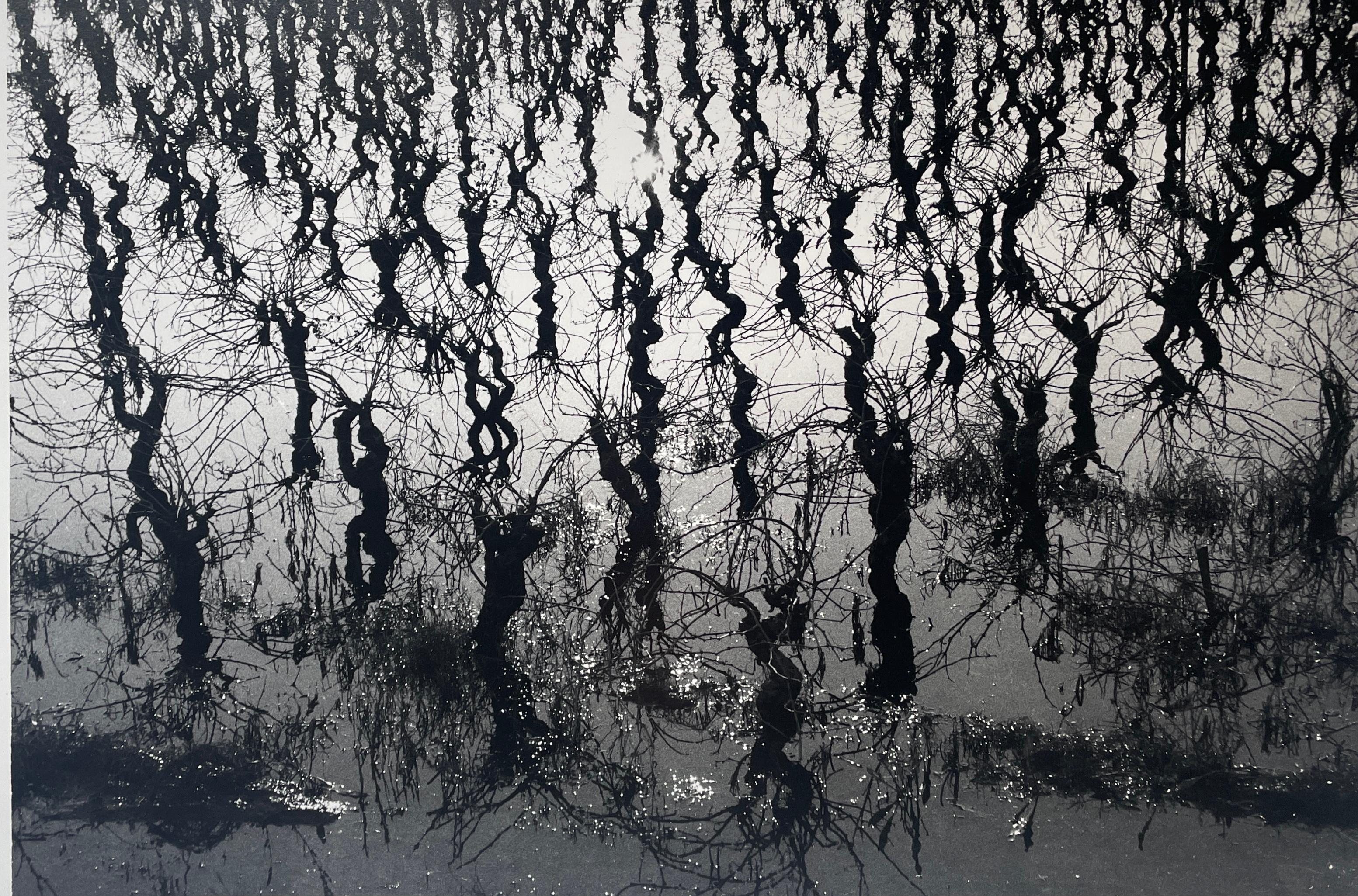 Landscape Photograph de Lucien Clergue - Vignes Inedées, Viñedo en el agua
