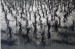 Vignes Inedées, Vigneto nell'acqua