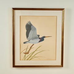 Pair of Ornithological Gouache Paintings of Herons by Lucien Harris III