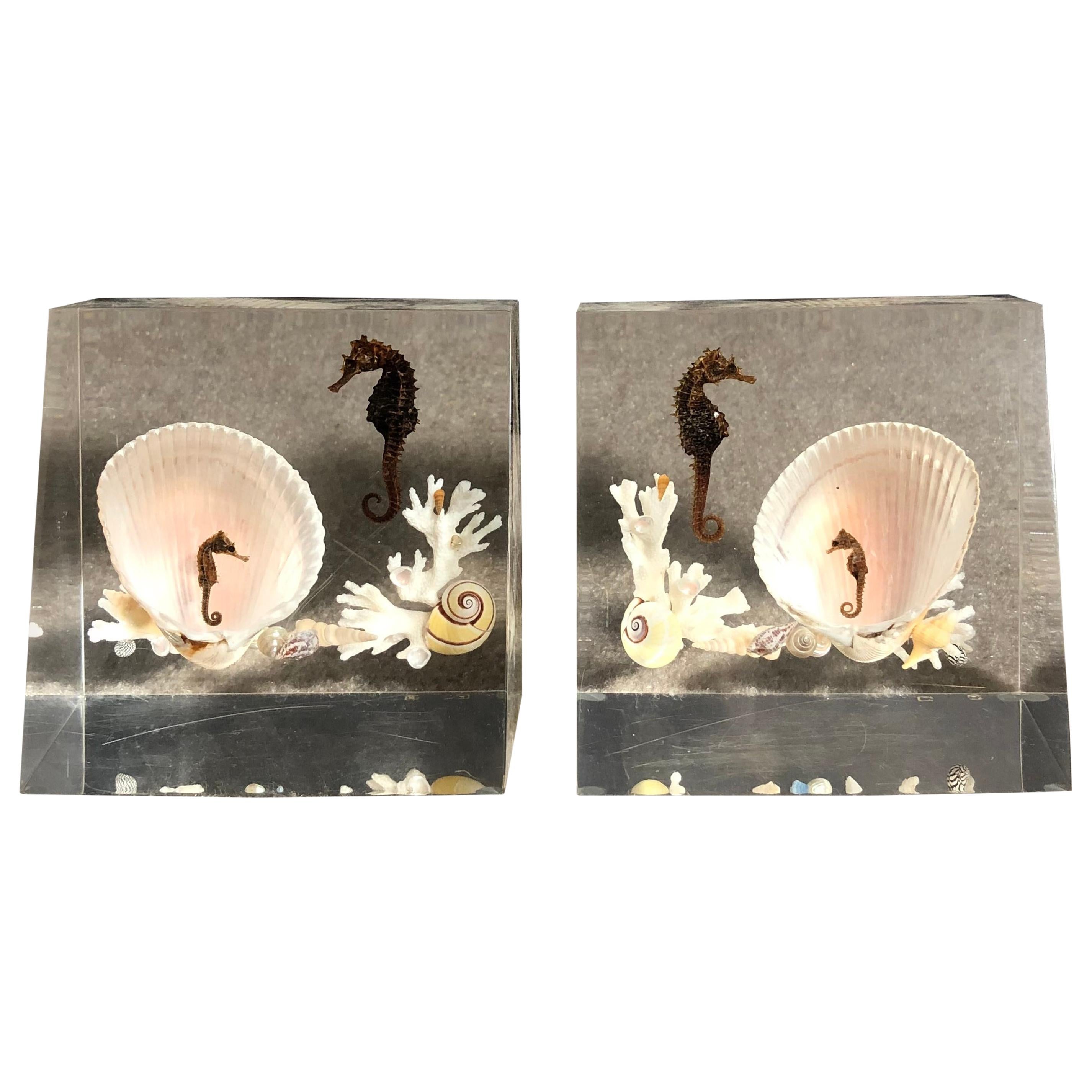 Lucite and Sea Shell Bookends with Seahorse