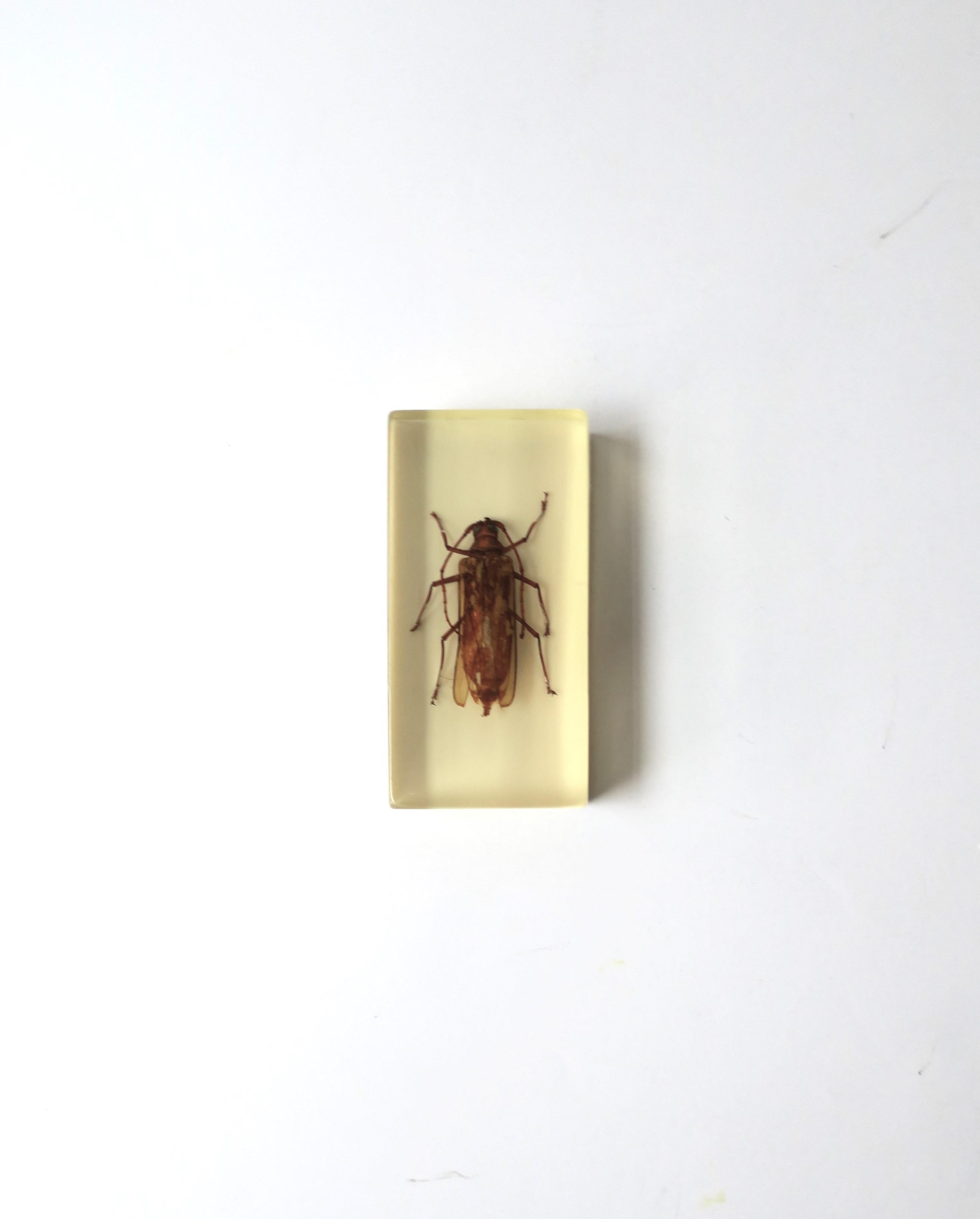 A vintage Lucite encased insect bug decorative object or paperweight, circa mid-20th century. A great piece for a desk, library, shelf, etc. Dimensions: 2.07