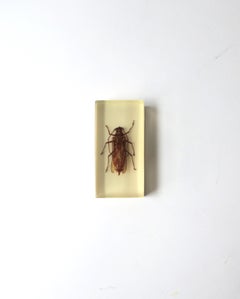Lucite Encased Insect Bug Decorative Object or Paperweight