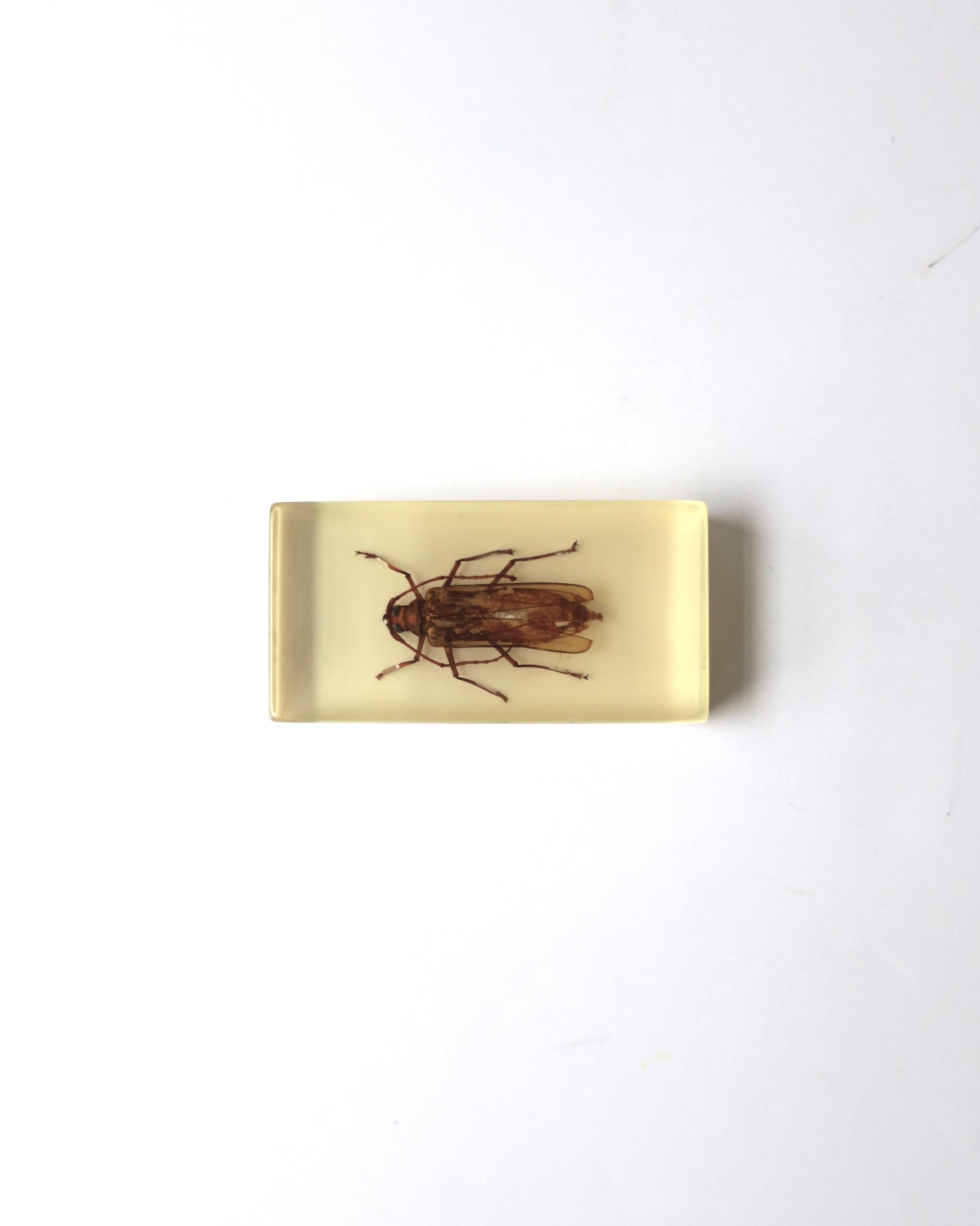 Lucite Encased Insect Bug Decorative Object or Paperweight In Good Condition For Sale In New York, NY