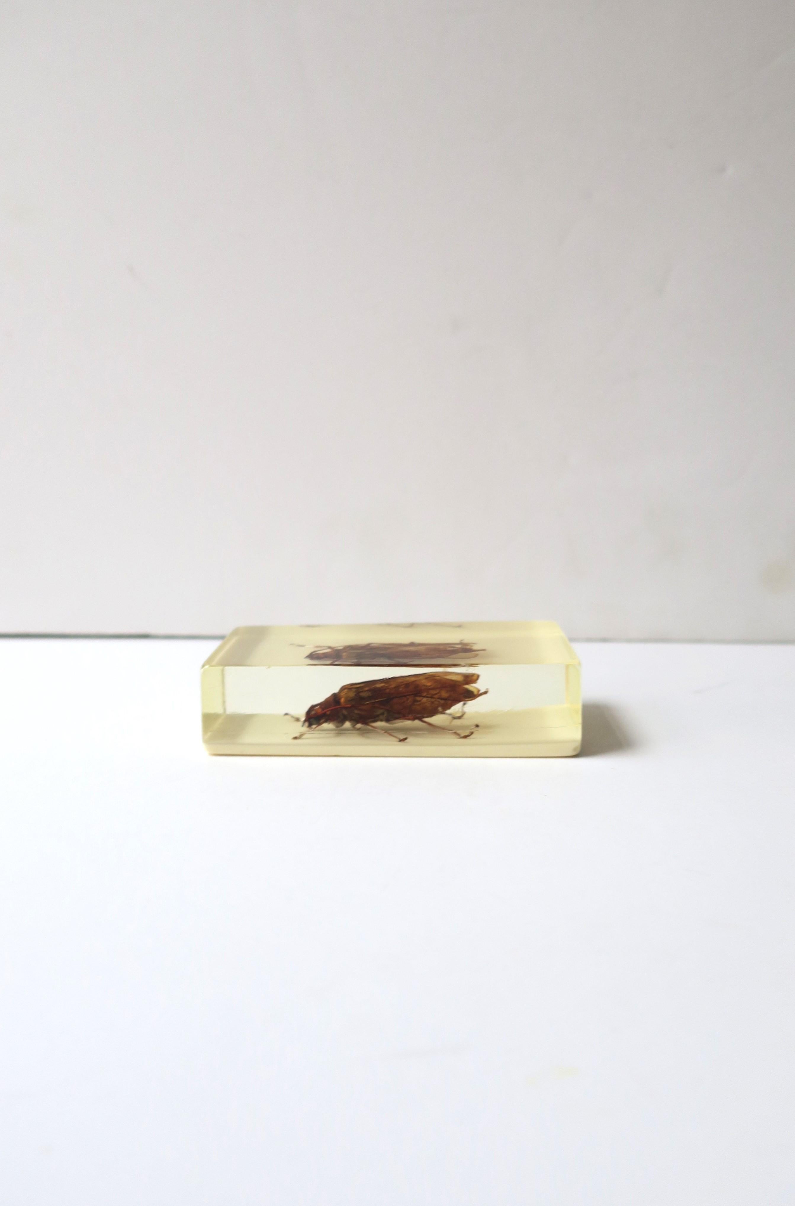 Lucite Encased Insect Bug Decorative Object or Paperweight For Sale 2