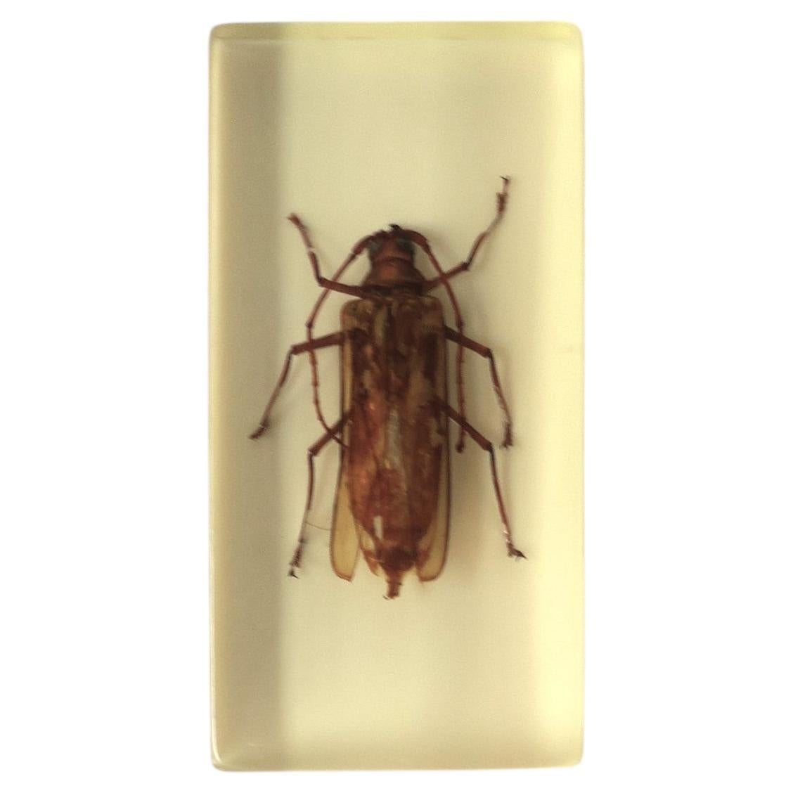 Lucite Encased Insect Bug Decorative Object or Paperweight For Sale