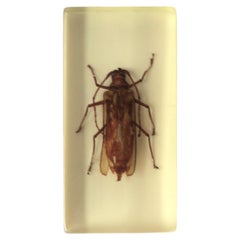 Vintage Lucite Encased Insect Bug Decorative Object or Paperweight