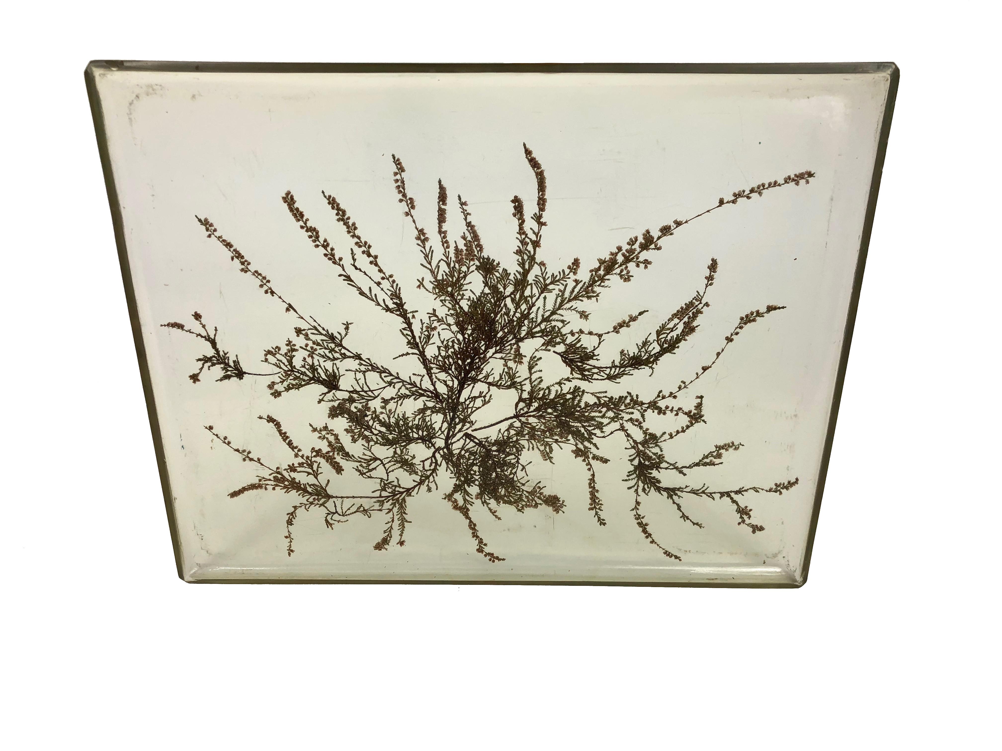 Lucite Serving Tray Plant Whitin 1970s, Italy, Mid-Century Modern In Good Condition In Rome, IT