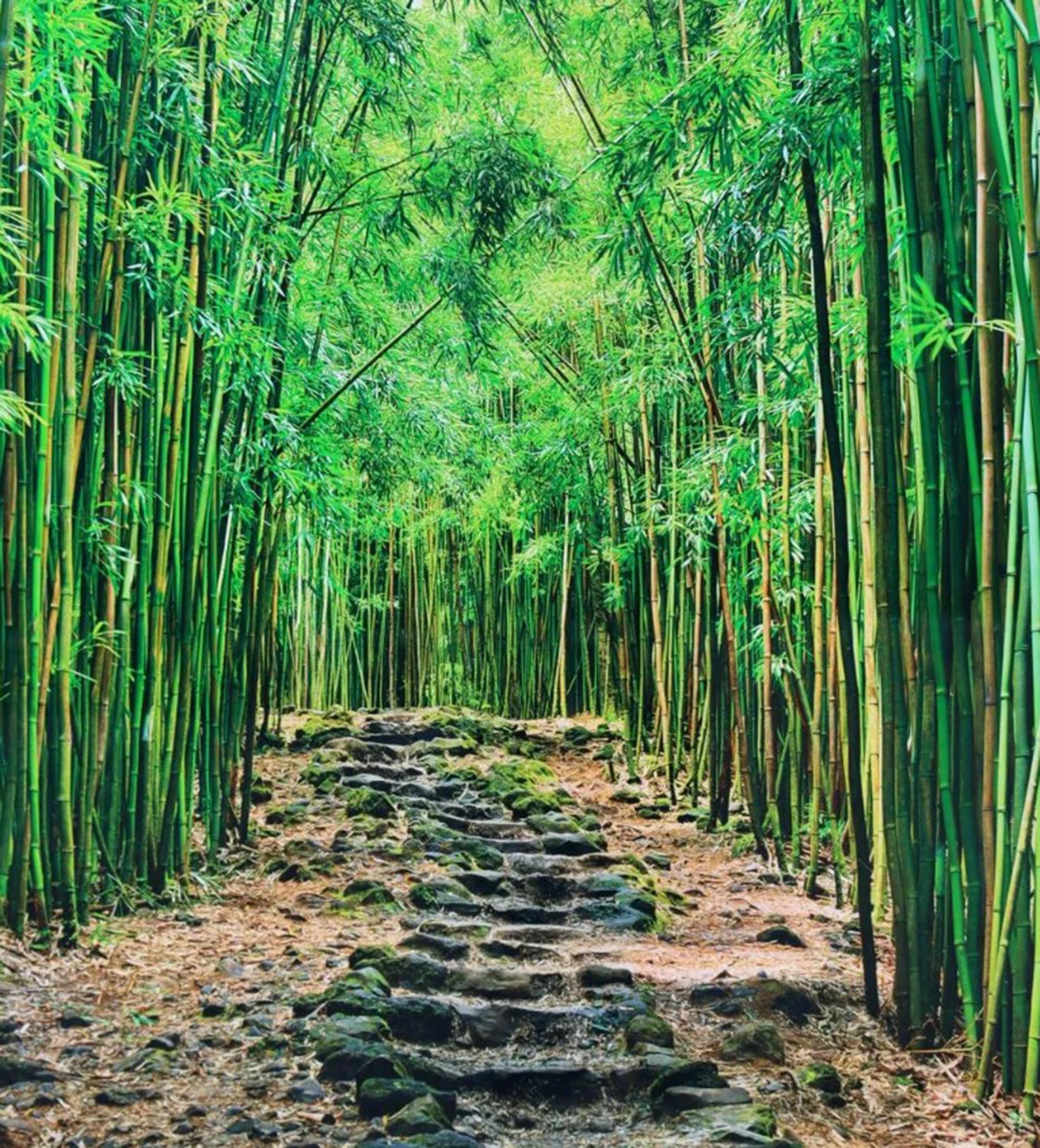 Acrylic Lucky Bamboo Path Photo Taken by Peter Lik in Maui Hawaii, Green Bamboo, Framed For Sale