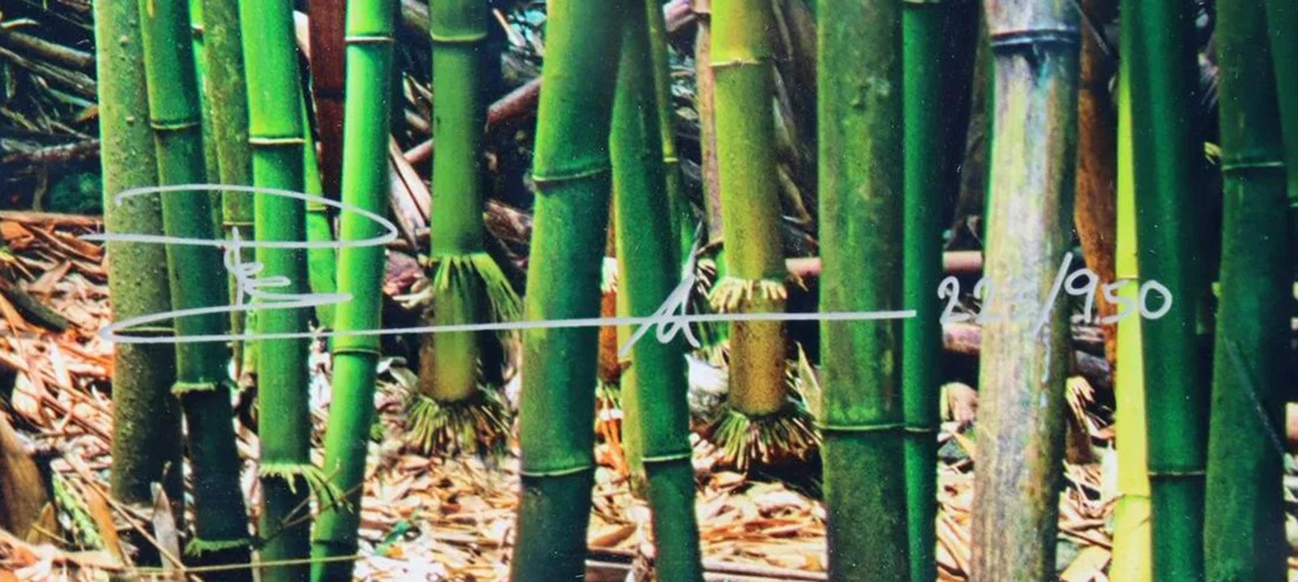 Lucky Bamboo Path, Foto von Peter Lik auf Maui Hawaii, grüner Bambus, gerahmt im Angebot 4