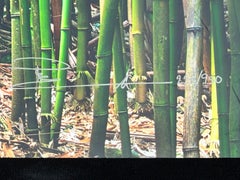 Foto del Sendero del Bambú de la Suerte Tomada por Peter Lik en Maui Hawaii, Bambú Verde, Enmarcada