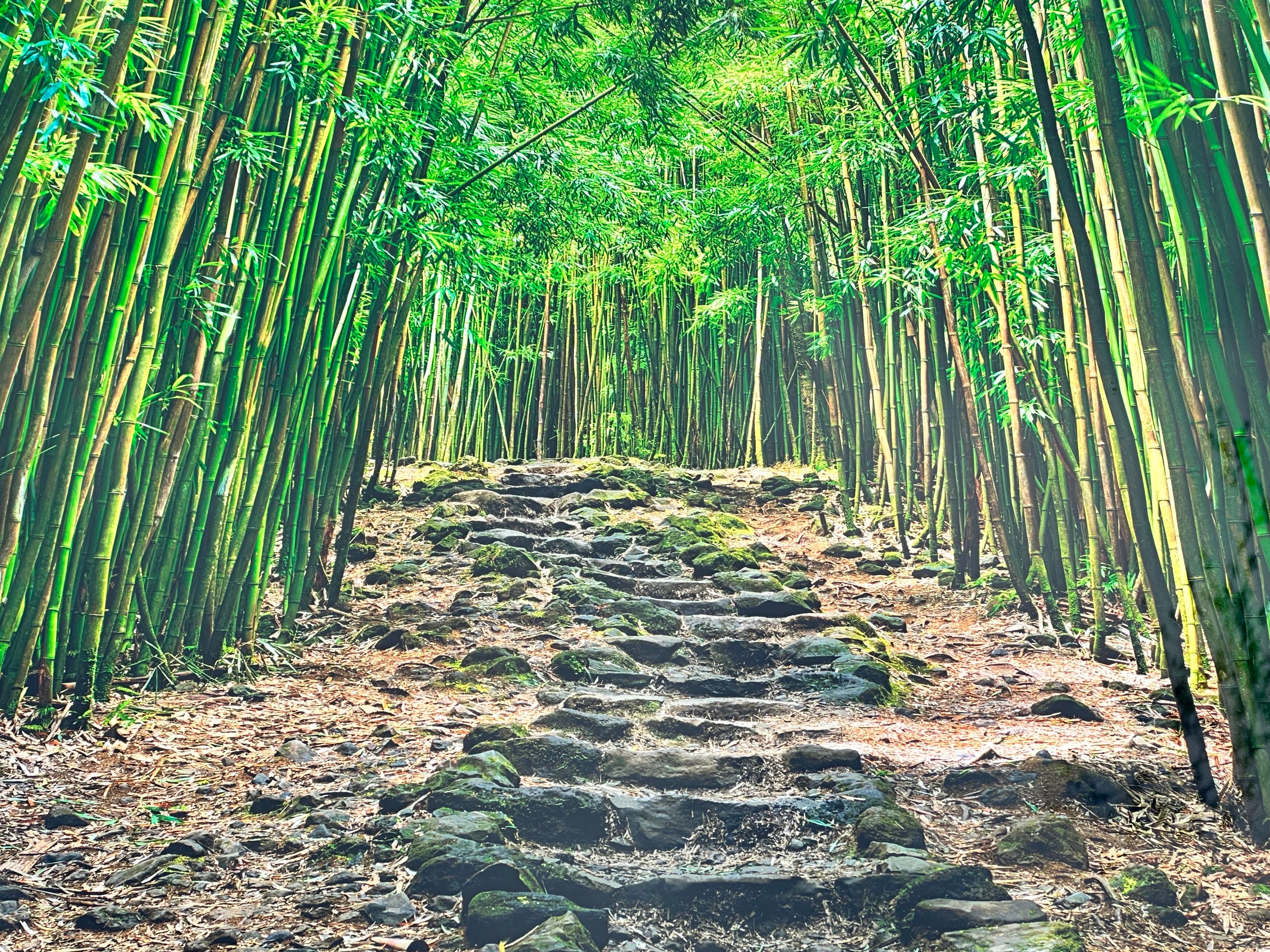 Lucky Bamboo Path, Foto von Peter Lik auf Maui Hawaii, grüner Bambus, gerahmt (Moderne) im Angebot