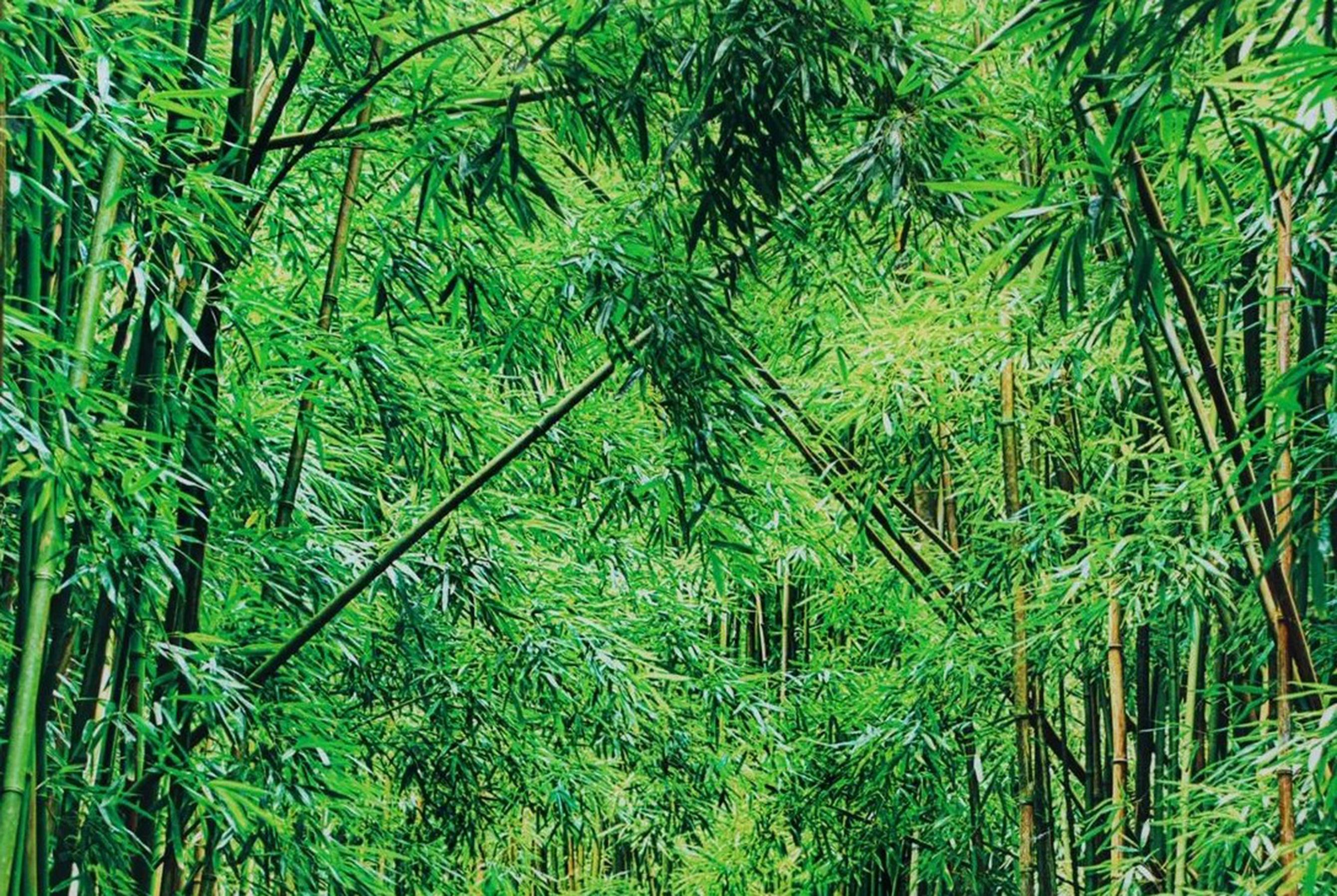 Contemporary Lucky Bamboo Path Photo Taken by Peter Lik in Maui Hawaii, Green Bamboo, Framed For Sale