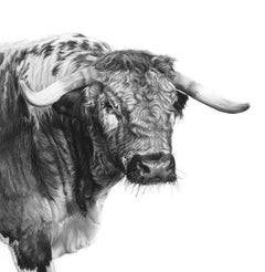 Lucy Boydell, The Longhorn Bull, Charcoal Portrait