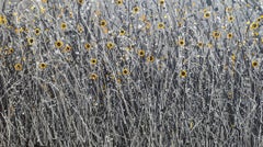 Let The Sun Shine #5, Pintura original, Pradera floral, Naturaleza, Gris, Arte rojo