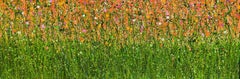 Tangerine Summer Dreaming, original painting, landscape, contemporary