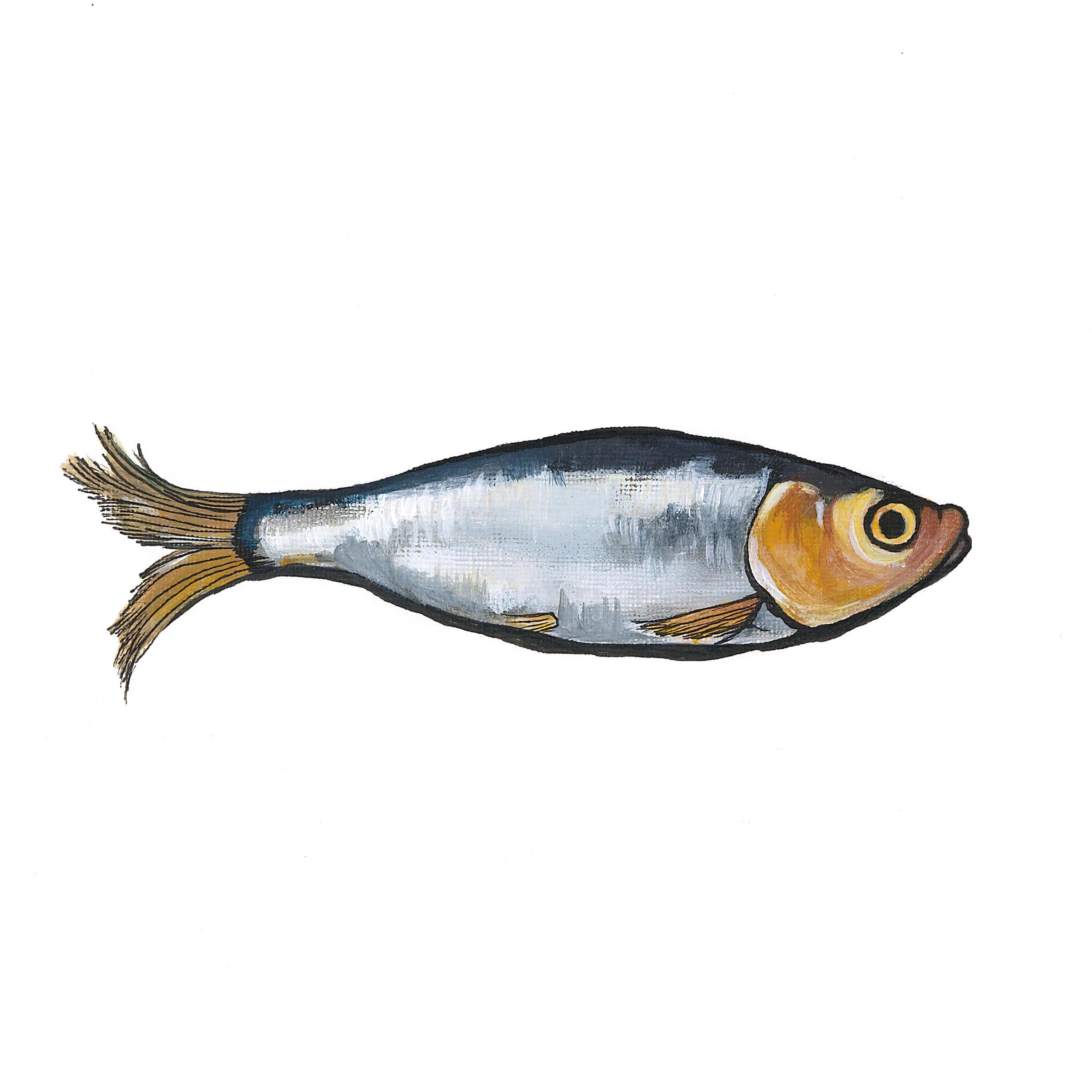 Sprats 1, Sprats 2 ans Sprats 3 - Contemporary Print by Lucy Routh