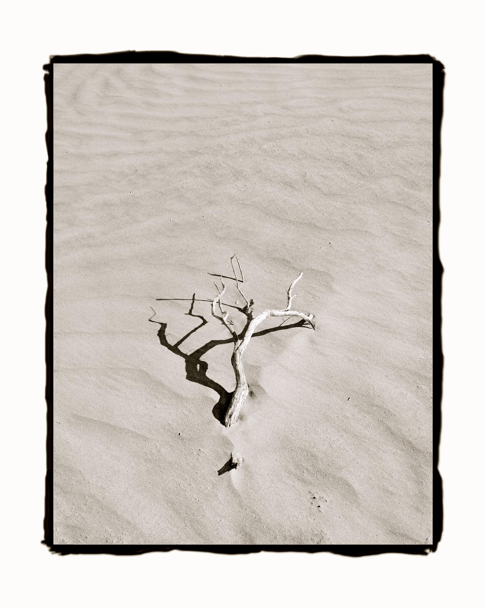 Ludo Leideritz Landscape Photograph - Branch in Dune