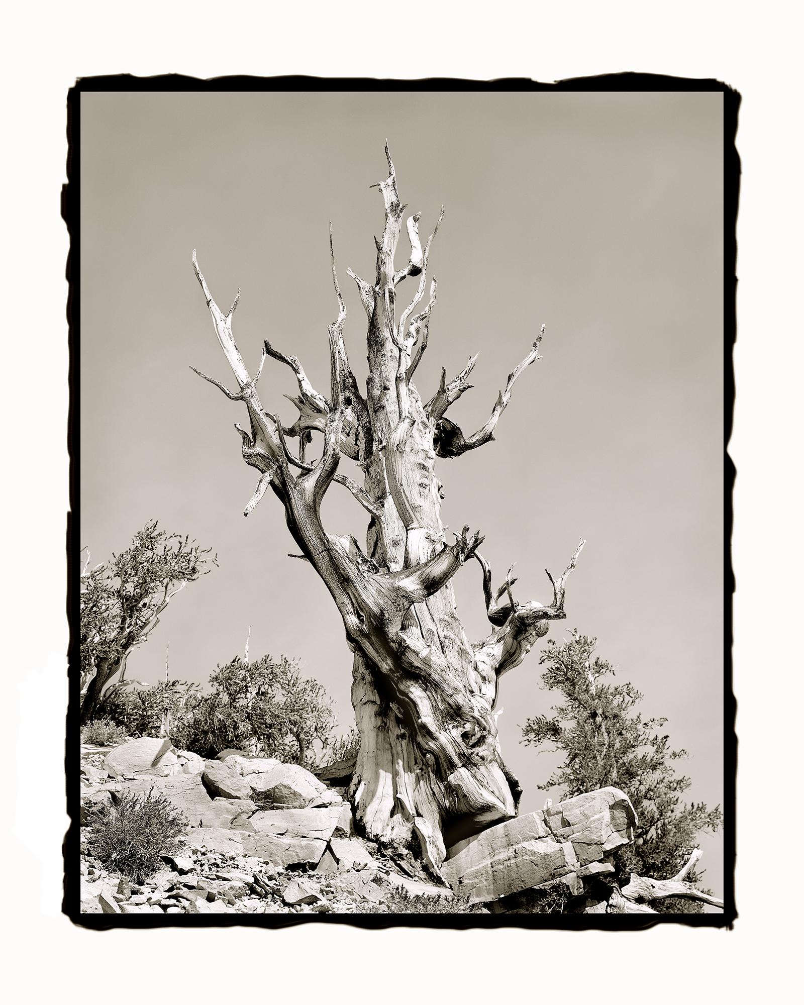 Ludo Leideritz Landscape Photograph - Bristlecone #1