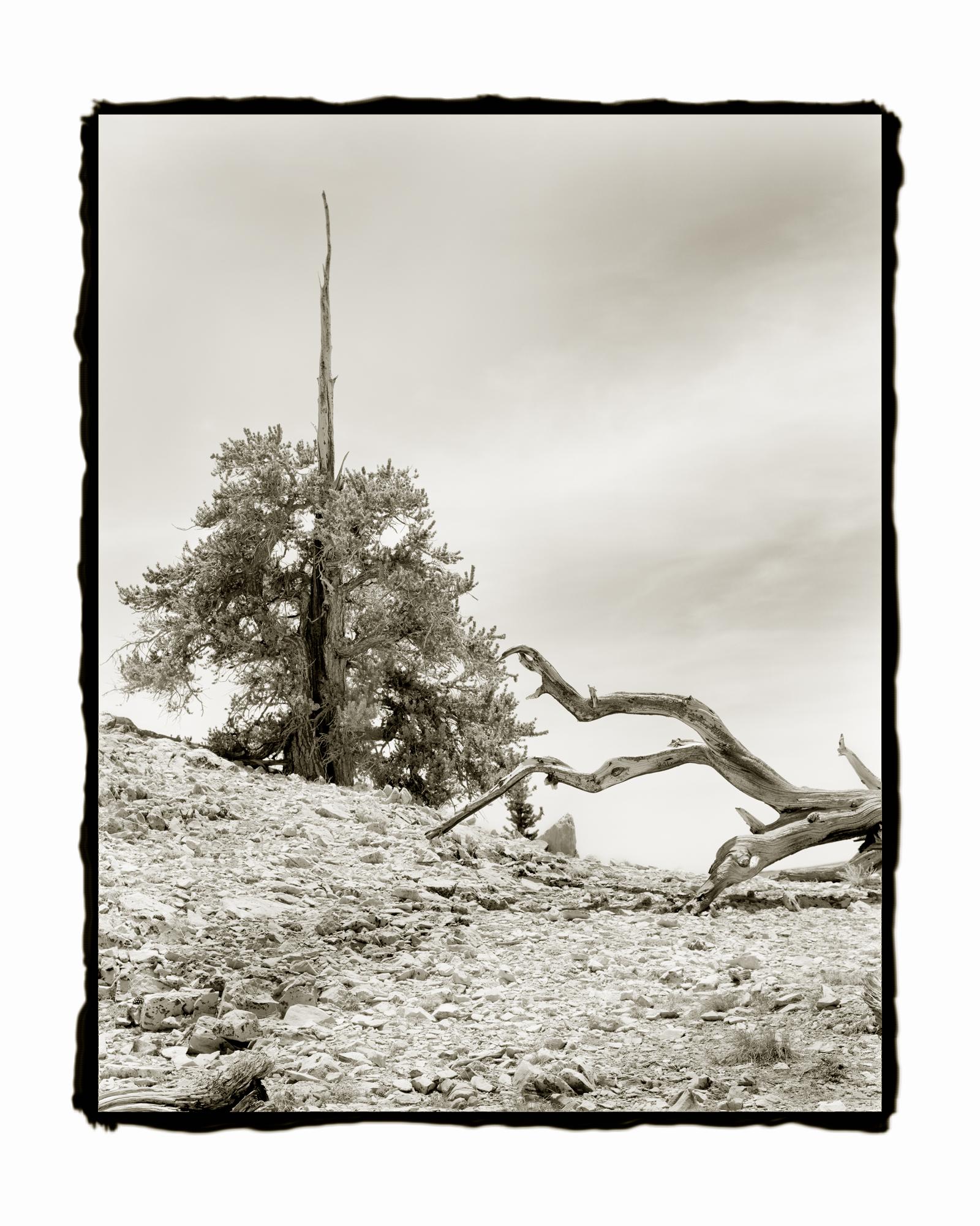 Ludo Leideritz Landscape Photograph - Bristlecone #3