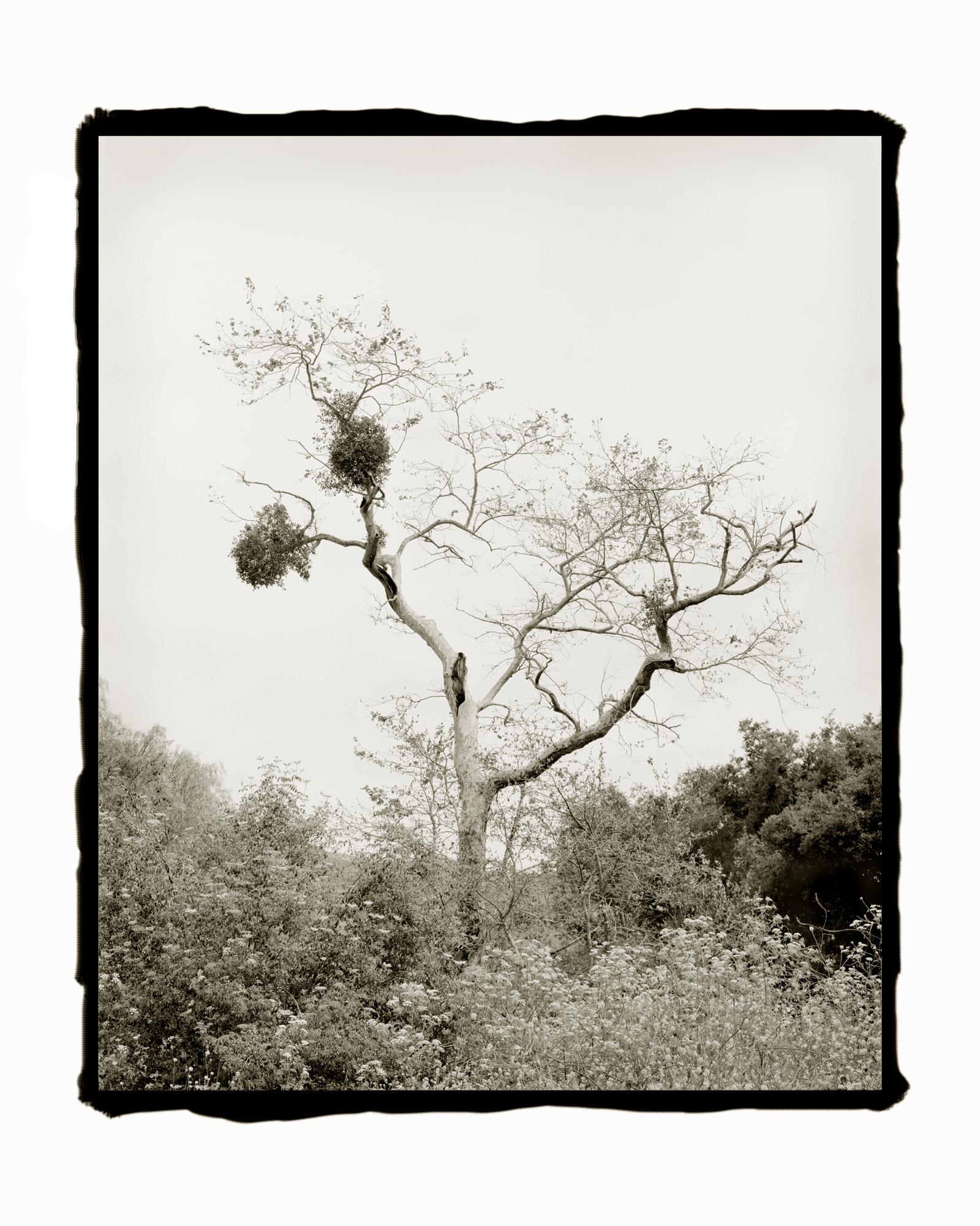 Ludo Leideritz Black and White Photograph - Tree and Mistletoe