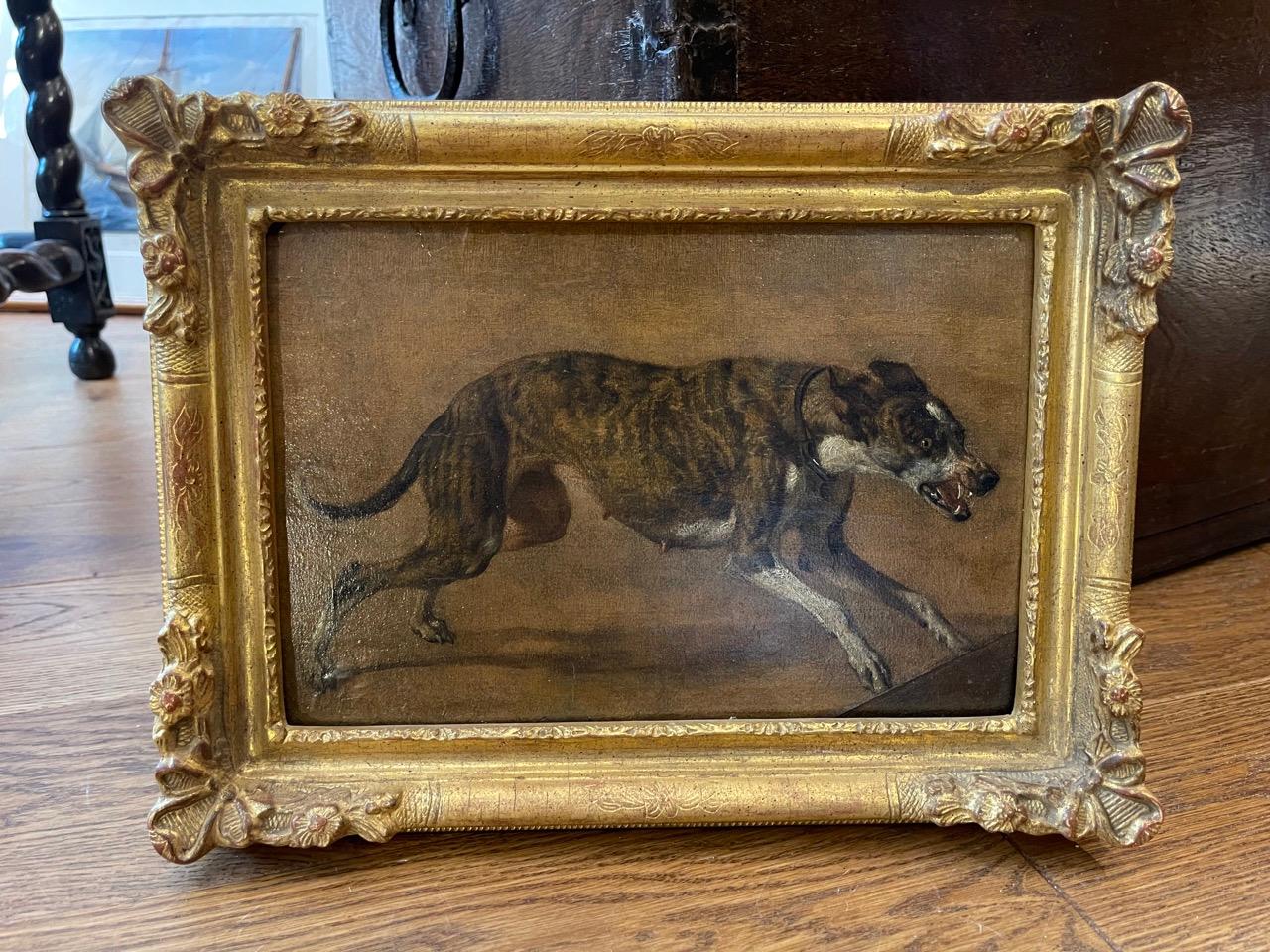 boer greyhound for sale