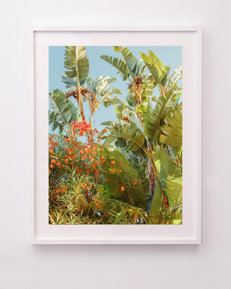 Botanica Californie - Photograph de Ludwig Favre