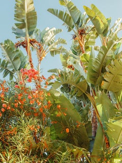 Botánica de California
