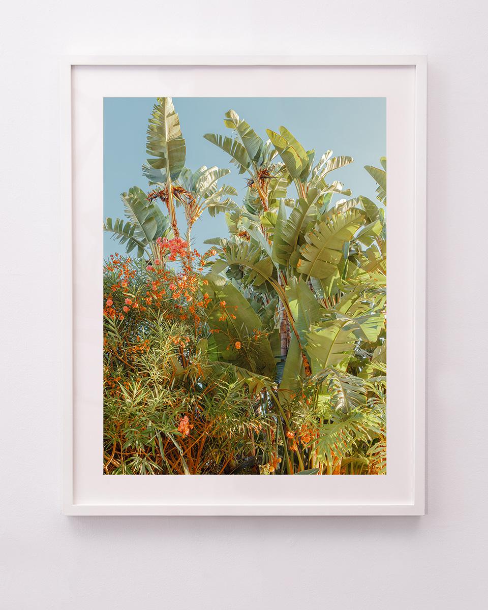 California Botanica II - Photograph by Ludwig Favre