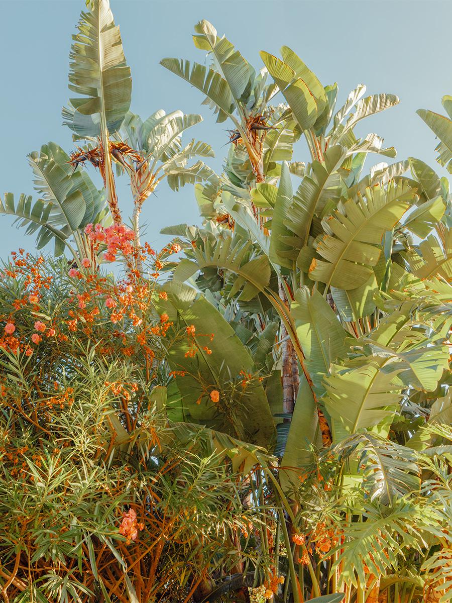 Ludwig Favre Landscape Photograph - California Botanica II