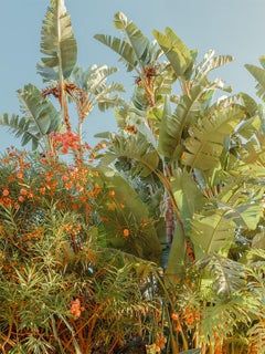 Botánica de California II