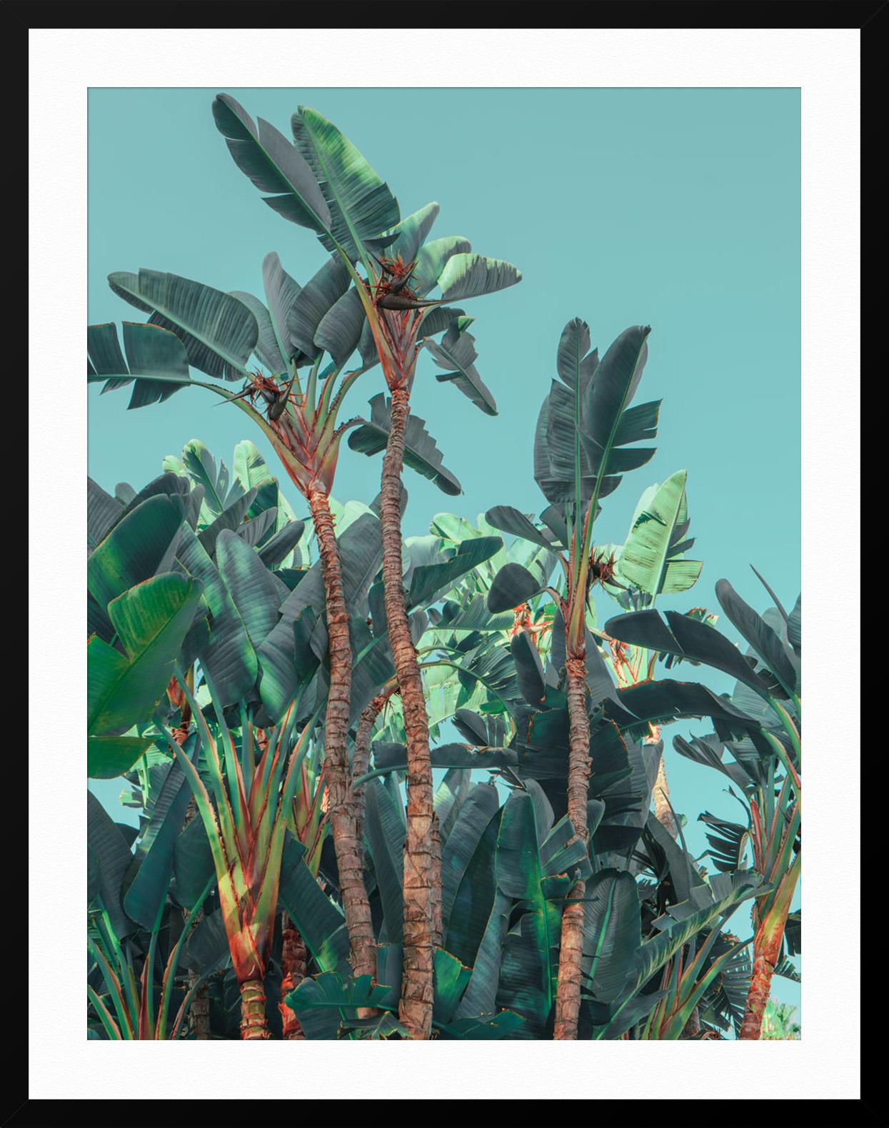 Hollywood Wildlife - Gray Landscape Photograph by Ludwig Favre