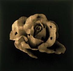 MURMURAN LOS RECUERDOS, Gold Leaf Flower