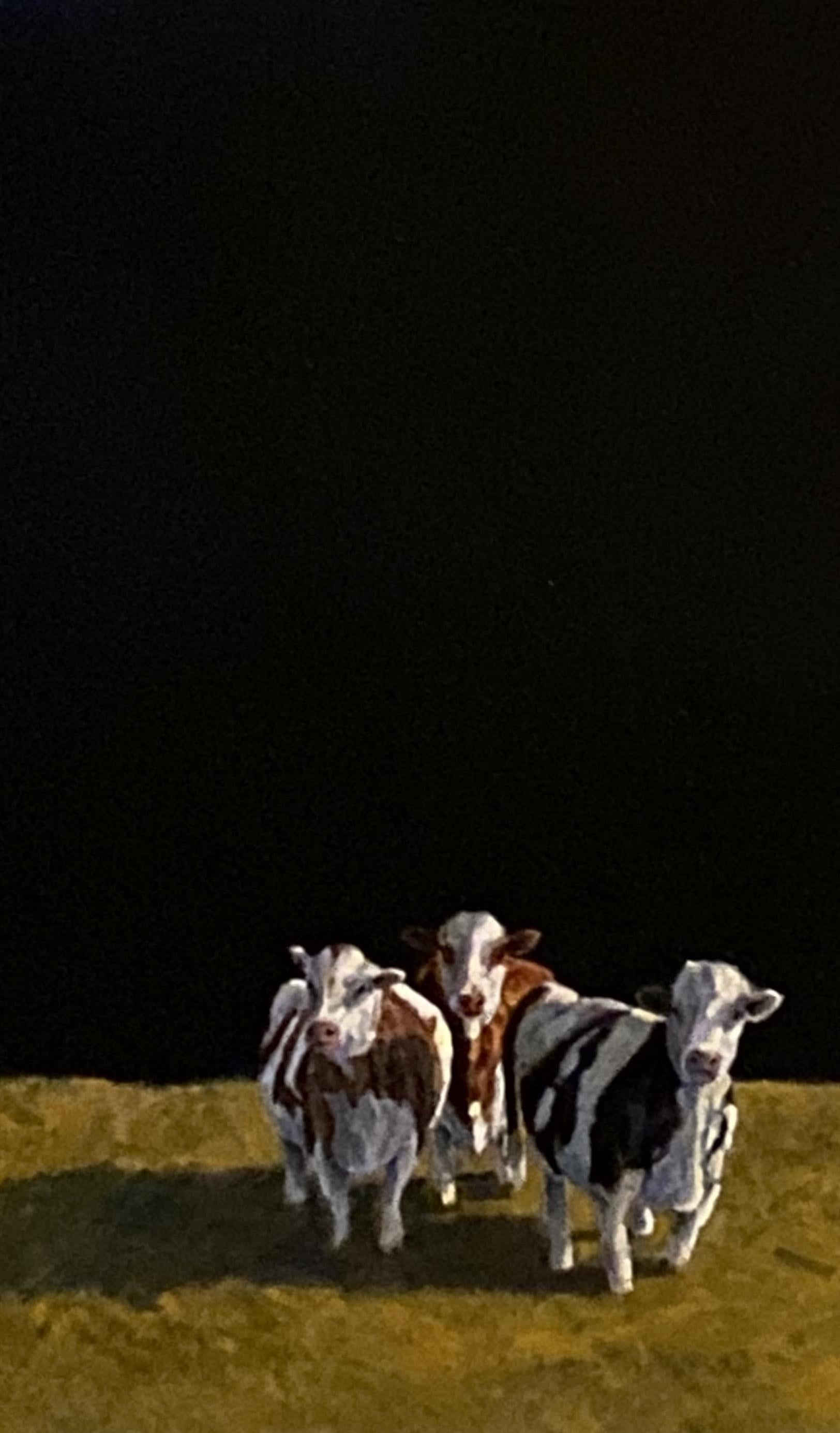 Bovine Beauties  Realist, Light/ Shadow  Oil Painting 20