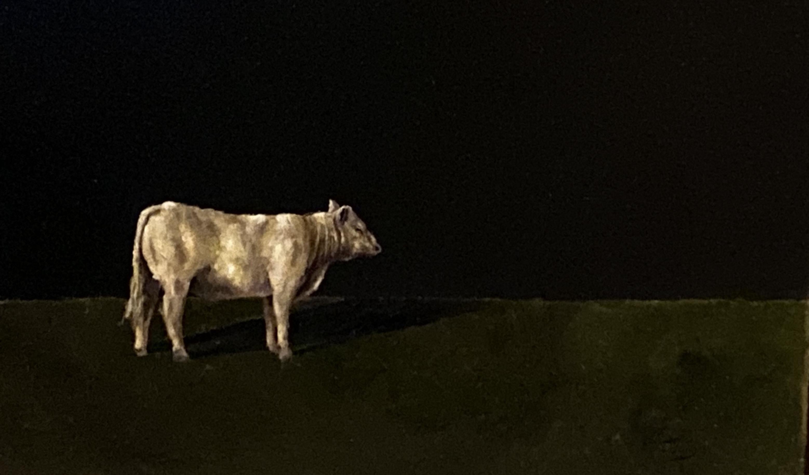 Reflexionando   Realista, Luz/Sombra  Pintura al óleo 20 