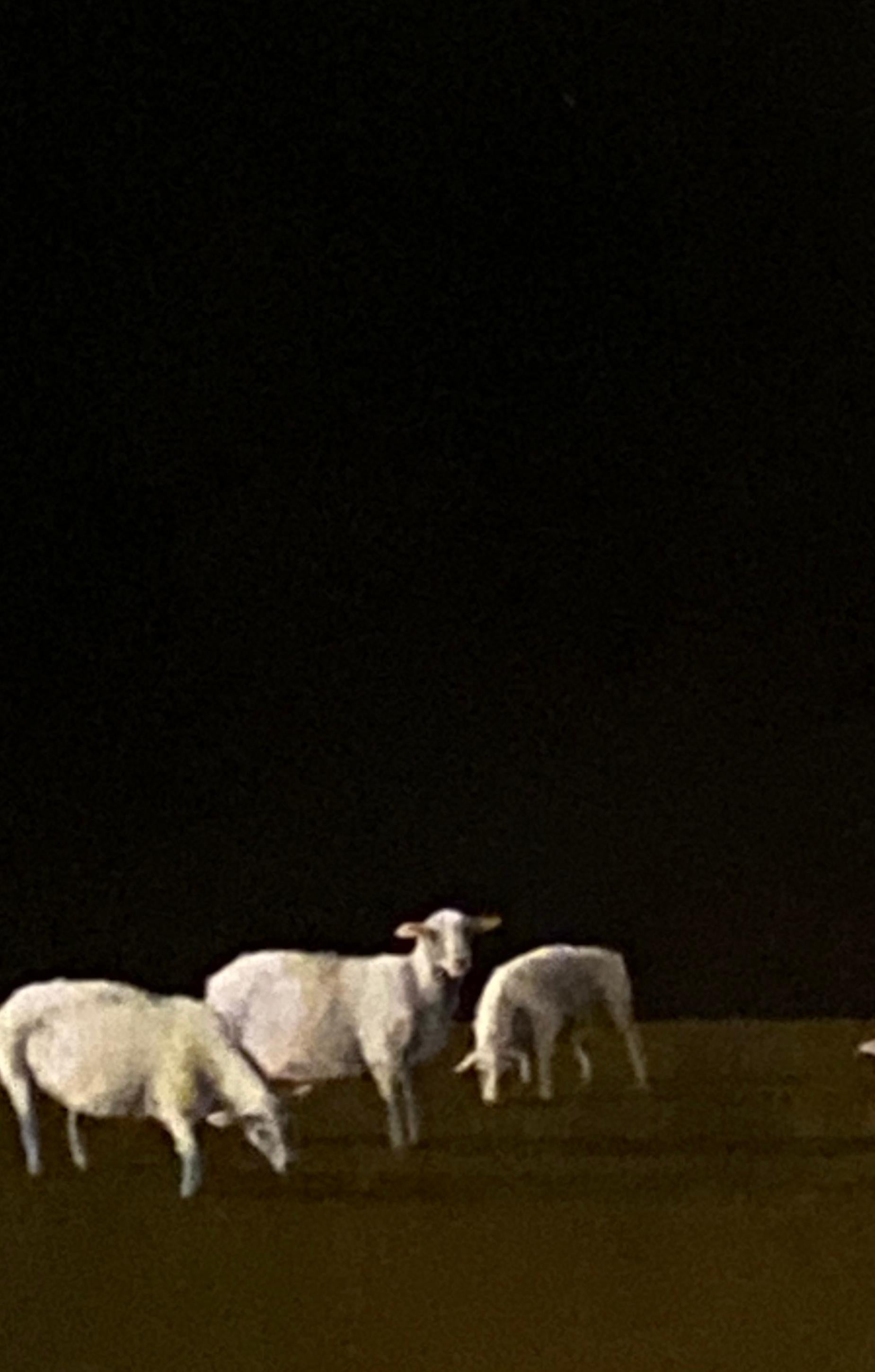 Sheep at Twilight   Realist Light/ Shadow  Oil Painting 20