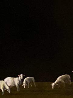 Sheep at Twilight   Realist Light/ Shadow  Oil Painting 20"x16"  Landscape Texas