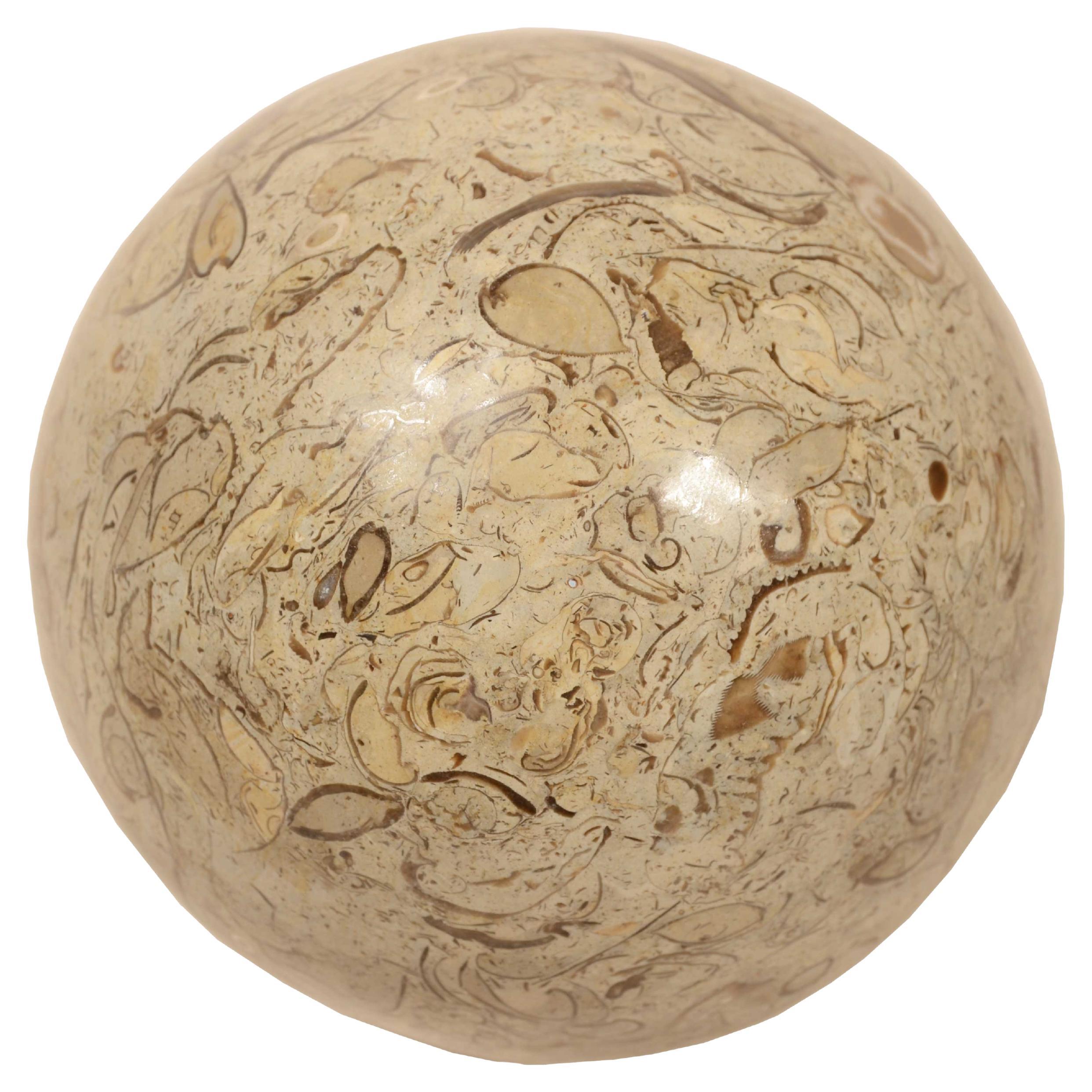 Snail sphere of limestone rock with rich and valuable fossil presence For Sale