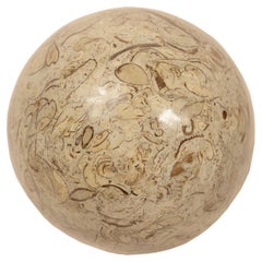Snail sphere of limestone rock with rich and valuable fossil presence