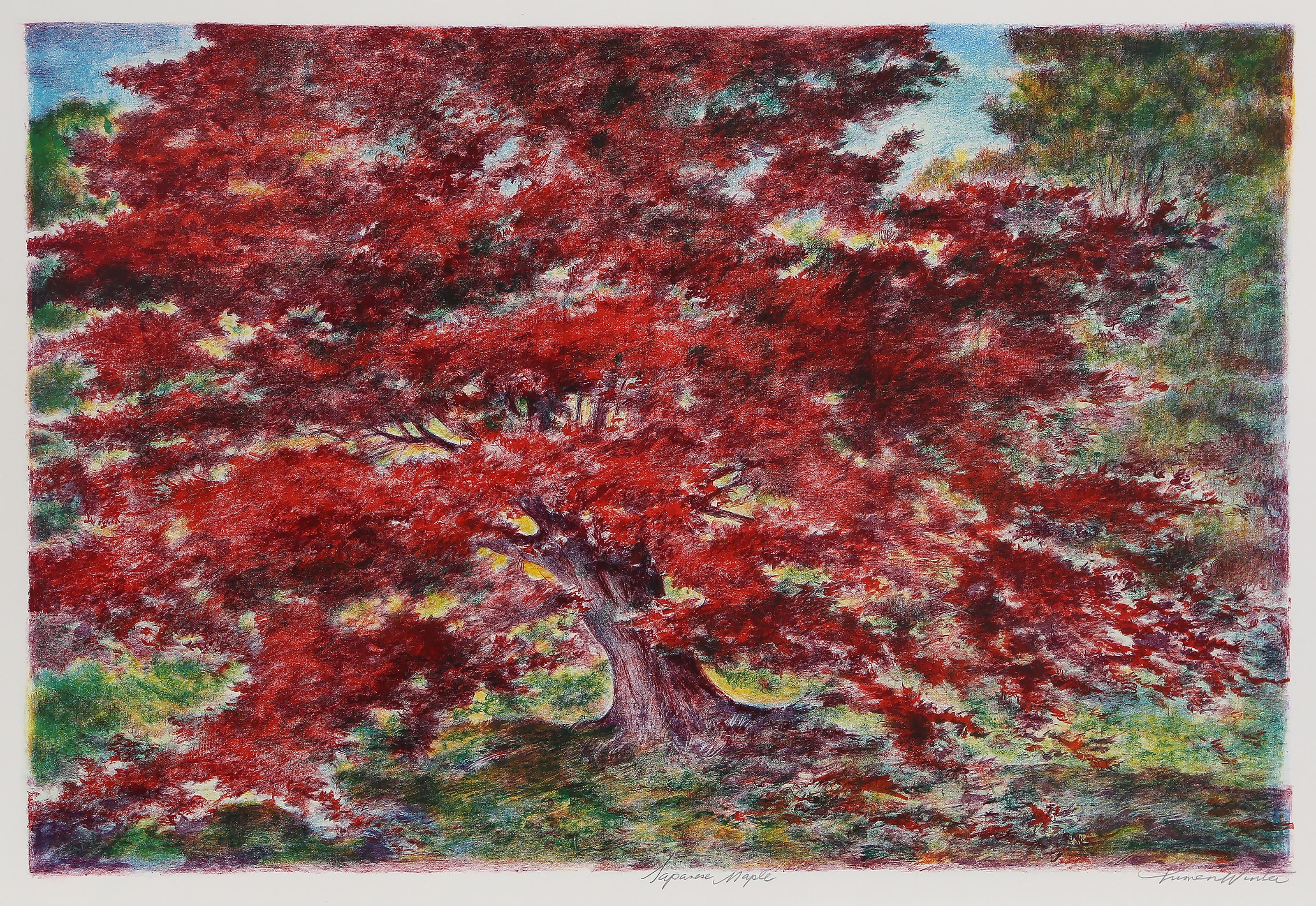 Lumen Martin Winter, American (1908 - 1982) - Japanese Maple, Year:  Circa 1980, Medium:  Lithograph on Somerset, signed, titled and numbered in pencil, Edition:  AP 40, Image Size:  17.75 x 26 inches, Size:  22 x 29 in. (55.88 x 73.66 cm)
