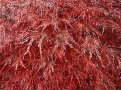 « Rosée du matin » de Lumi Mizutani - Peinture japonaise à la feuille d'or, plante rouge