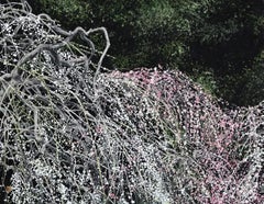 Ciruelo llorón III de Lumi Mizutani - Pintura japonesa, naturaleza, árbol