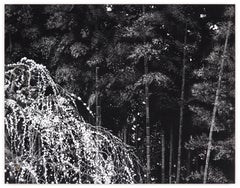 Weeping Plum Tree IV von Lumi Mizutani – Landschaftsgemälde im japanischen Stil