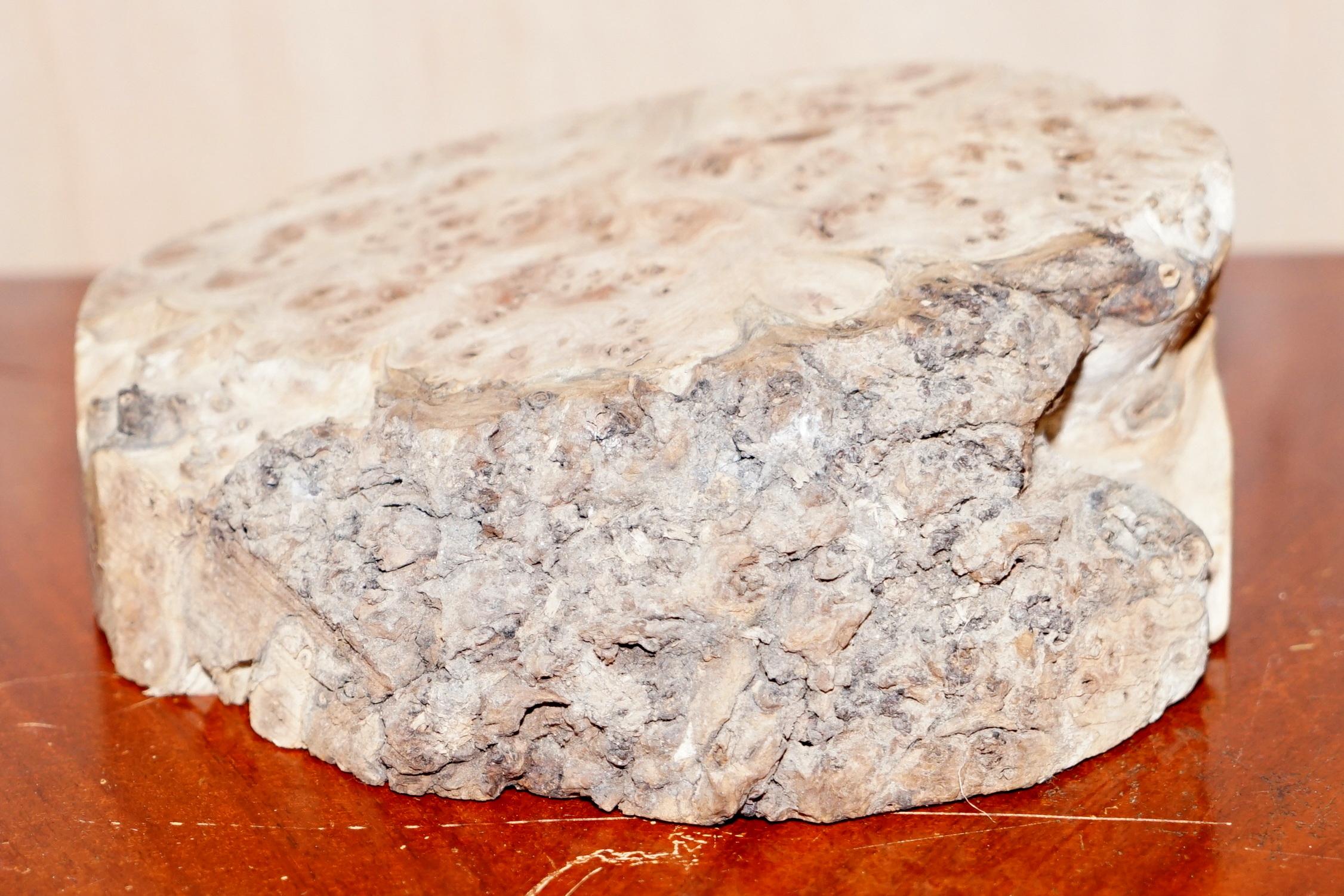 We are delighted to offer for sale this very nice lump of burr walnut

Ideal for making a display stand, its heavily burred

Dimensions:

Height 8cm

Width 20.5cm

Depth 16.5cm

This item is available for collection from our Wimbledon